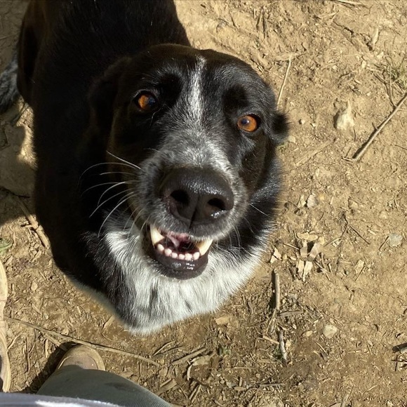 Meet your Posher, Alli - Picture 1 of 1